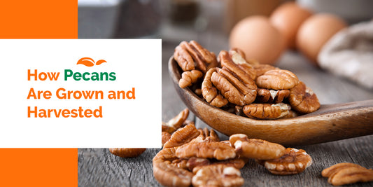 How Pecans Are Grown and Harvested